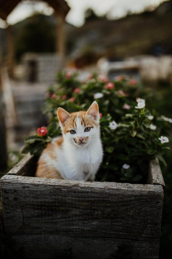 Eco Village Nevidio Poscenje Dış mekan fotoğraf